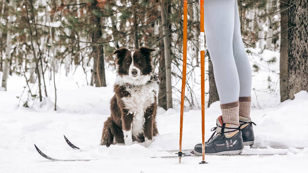 a woman on skis next to a brown and white dog in the snow.