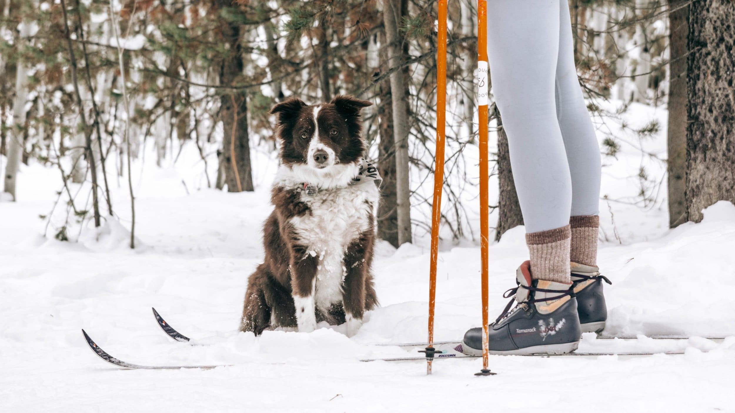 border collie sits in show behind woman cross county skiing.