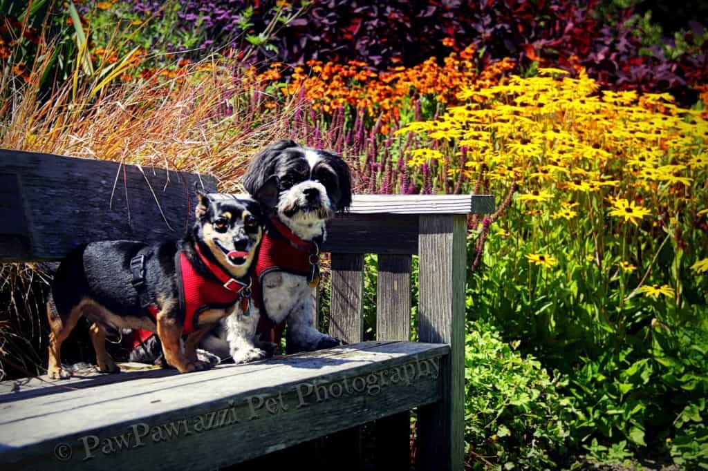 Mendocino Coast Botanical Garden. Photo by Pawparazzi Pet Photography, provided by MGBG