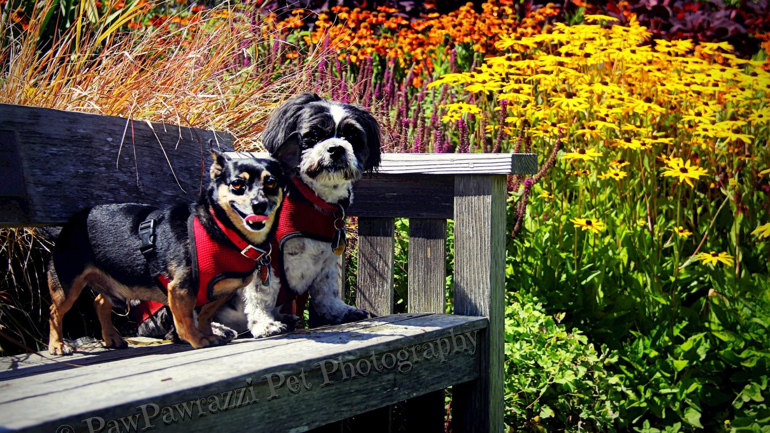 Mendocino Coast Botanical Garden. Photo by Pawparazzi Pet Photography, provided by MGBG