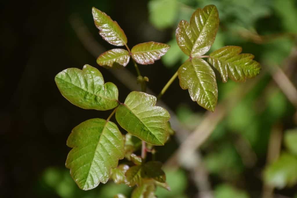 Poison oak