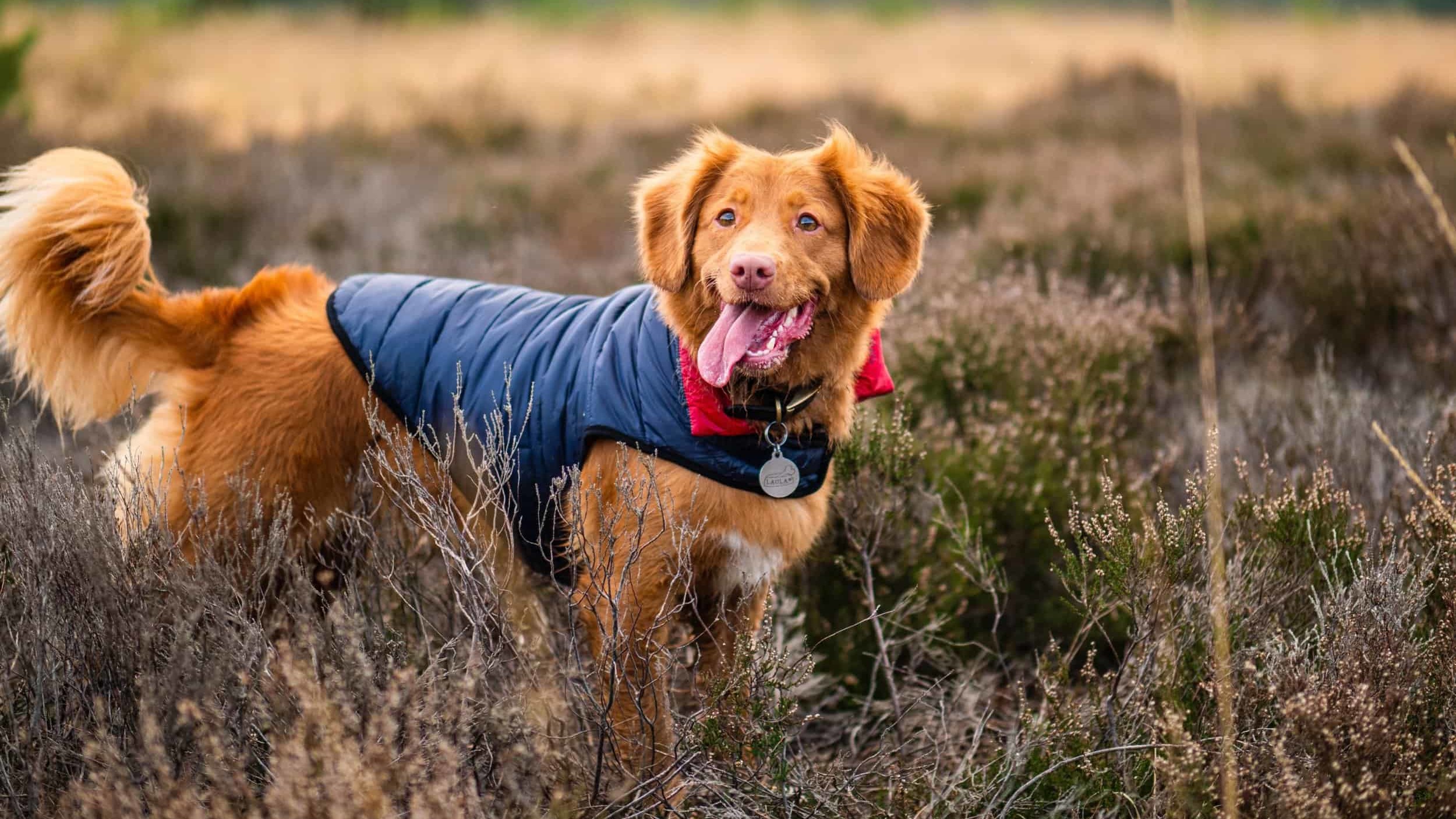 Nova Scotia duck tolling retriever in field wearing navy blue coat