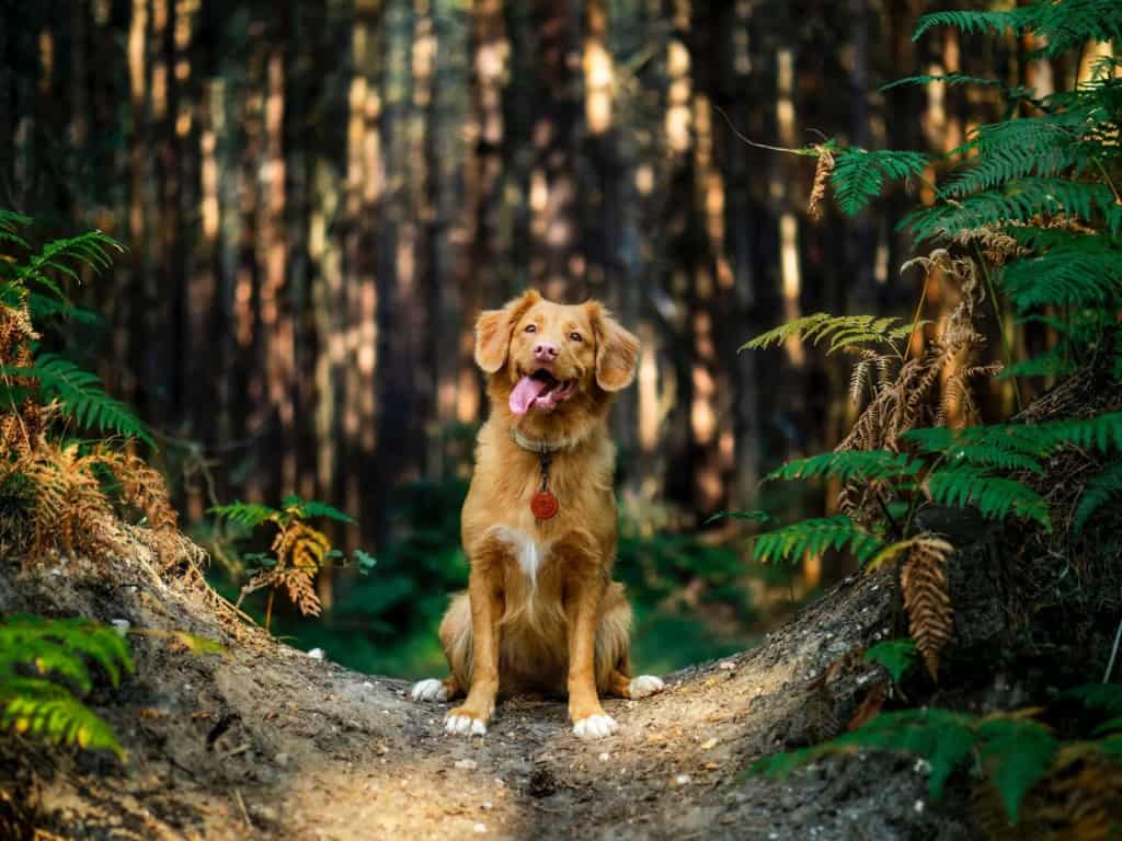 happy dog in forest