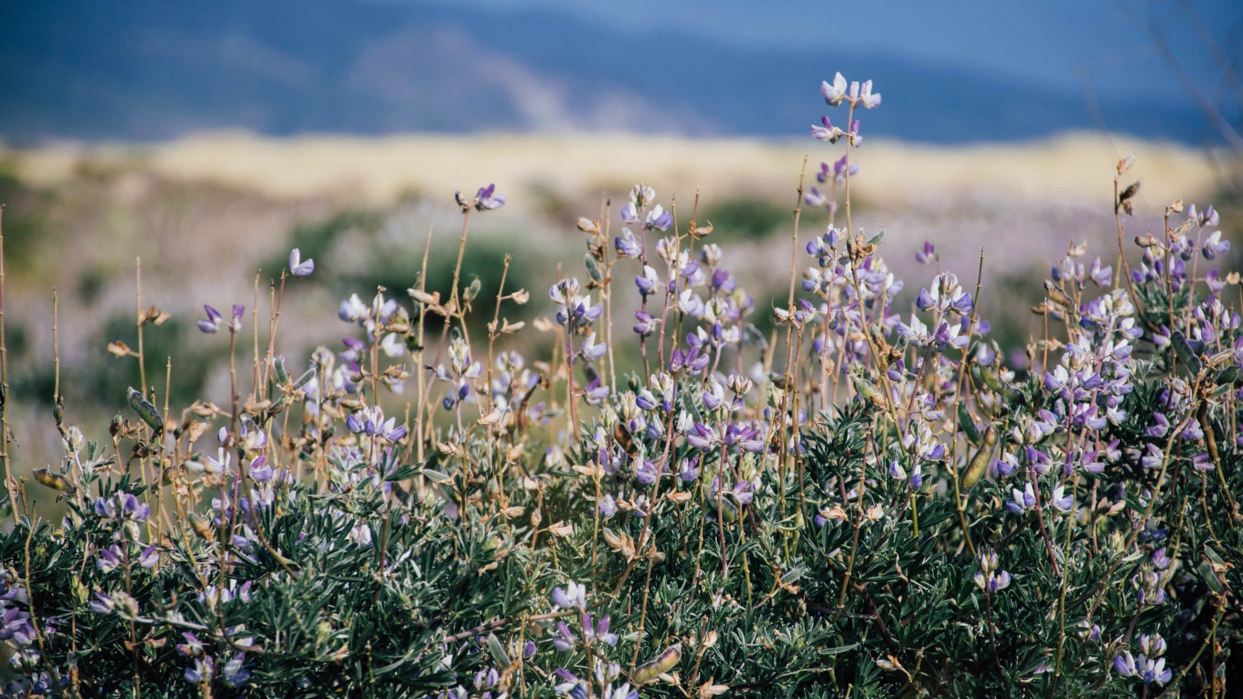 lupine in Marin