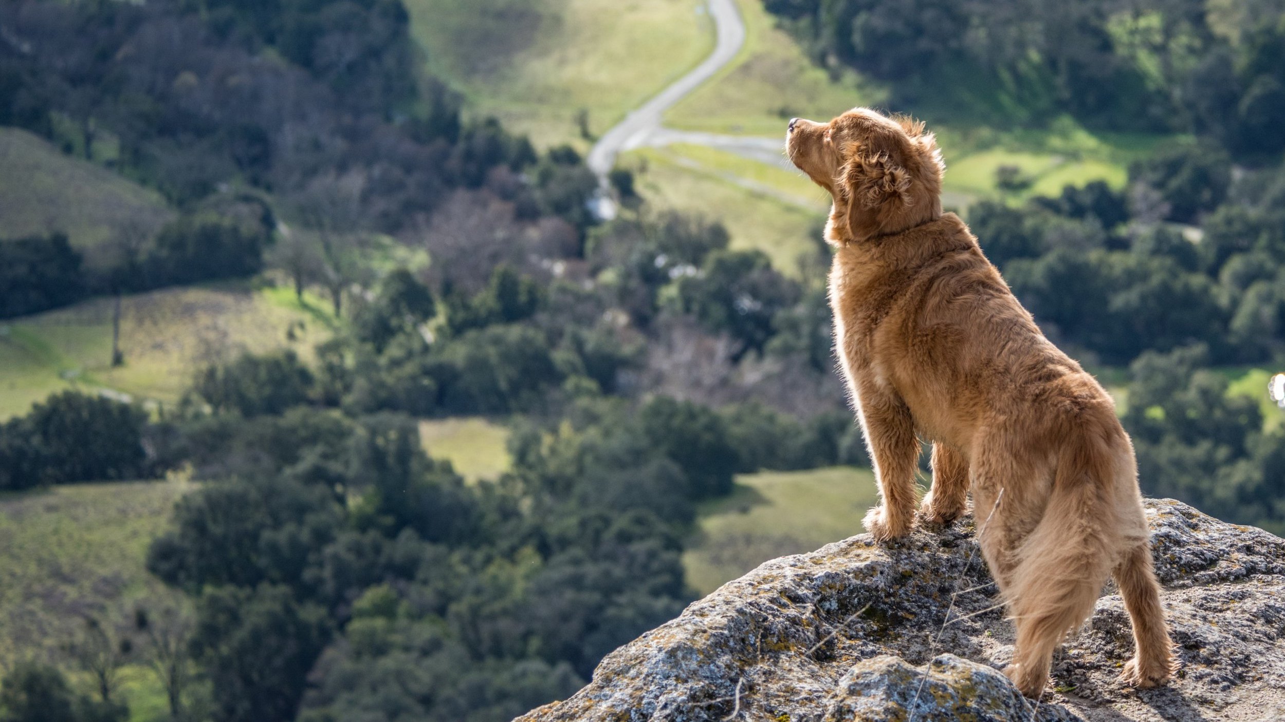 Golden retriever overlooks aerial view of Sunol Regional Wilderness.