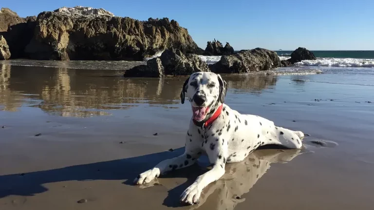 Dalmation at Leo Carillo State Park