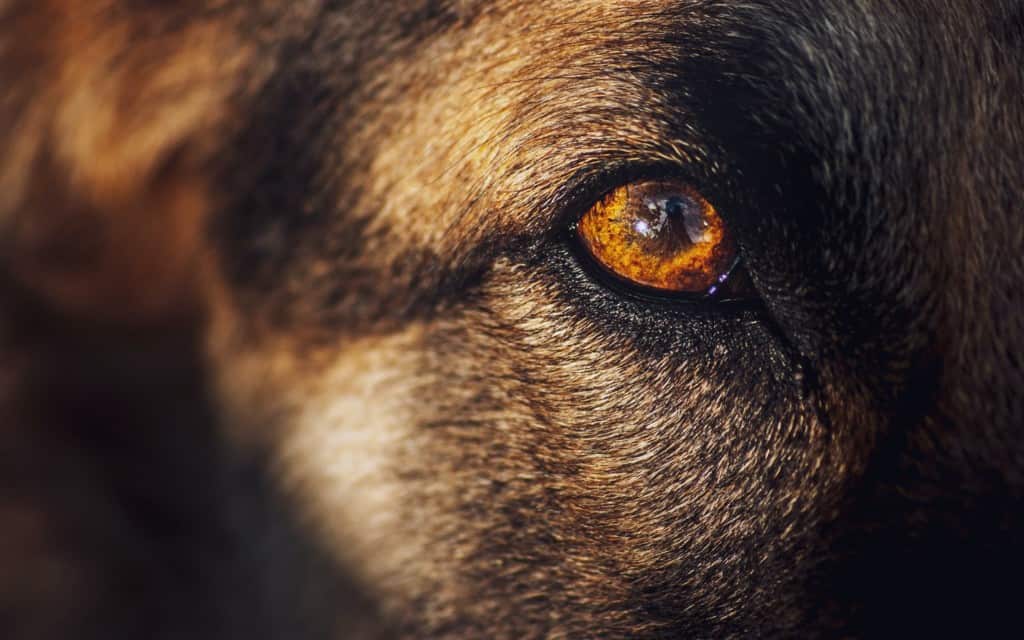 close of of German shepherd's eye