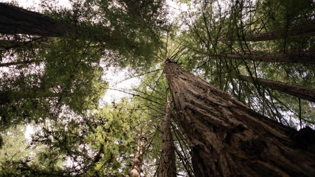 view of redwood trees looking up to tree tops