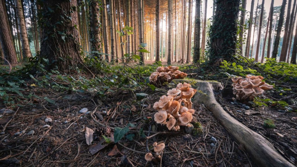 mushrooms in forest