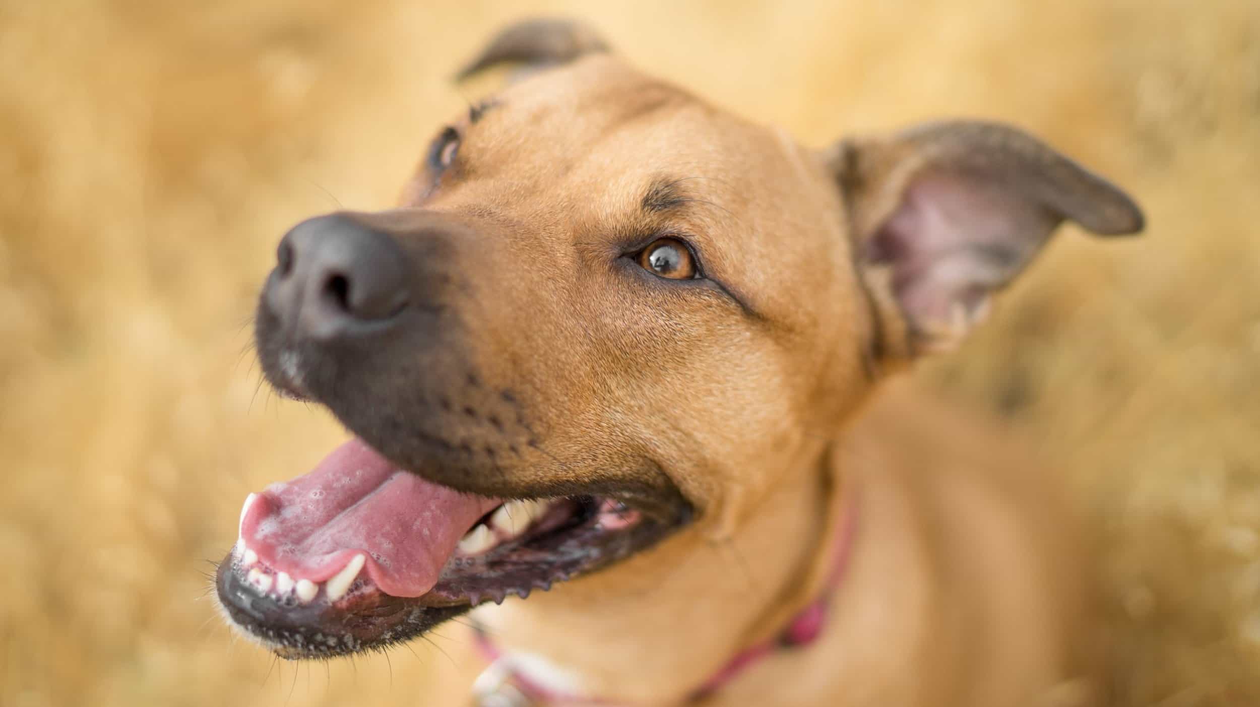 happy dog in golden grass