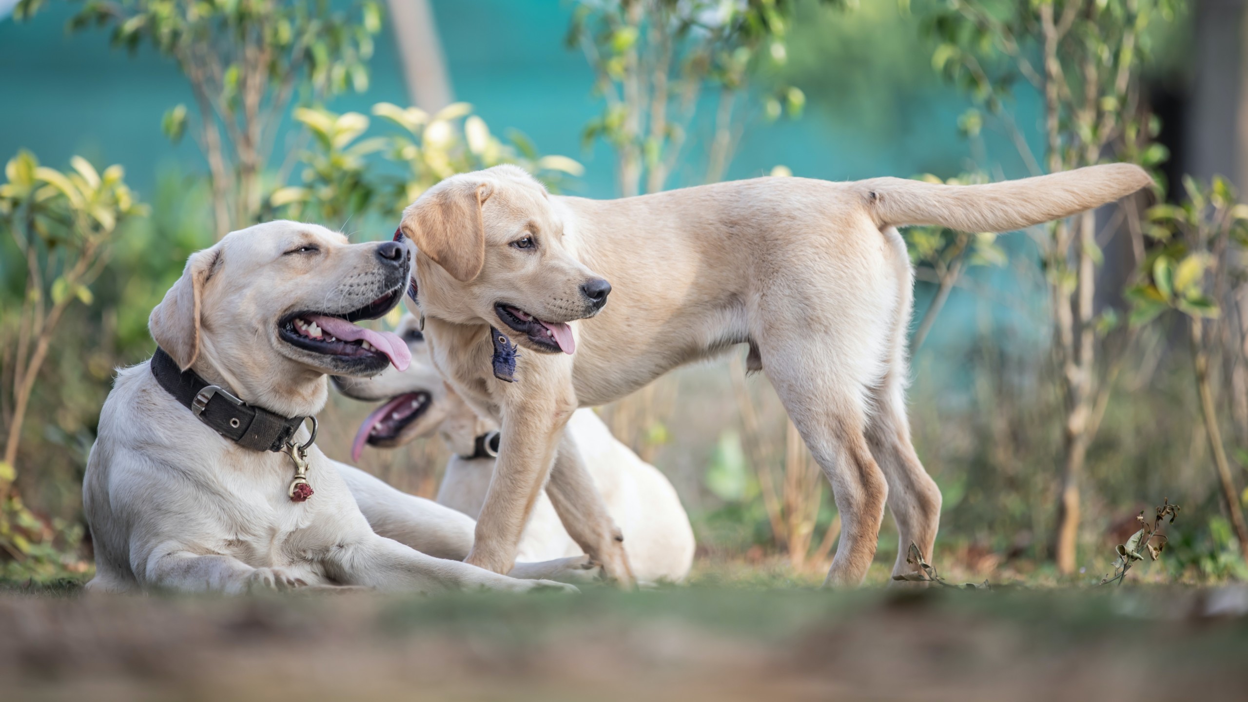 3 yellow labs