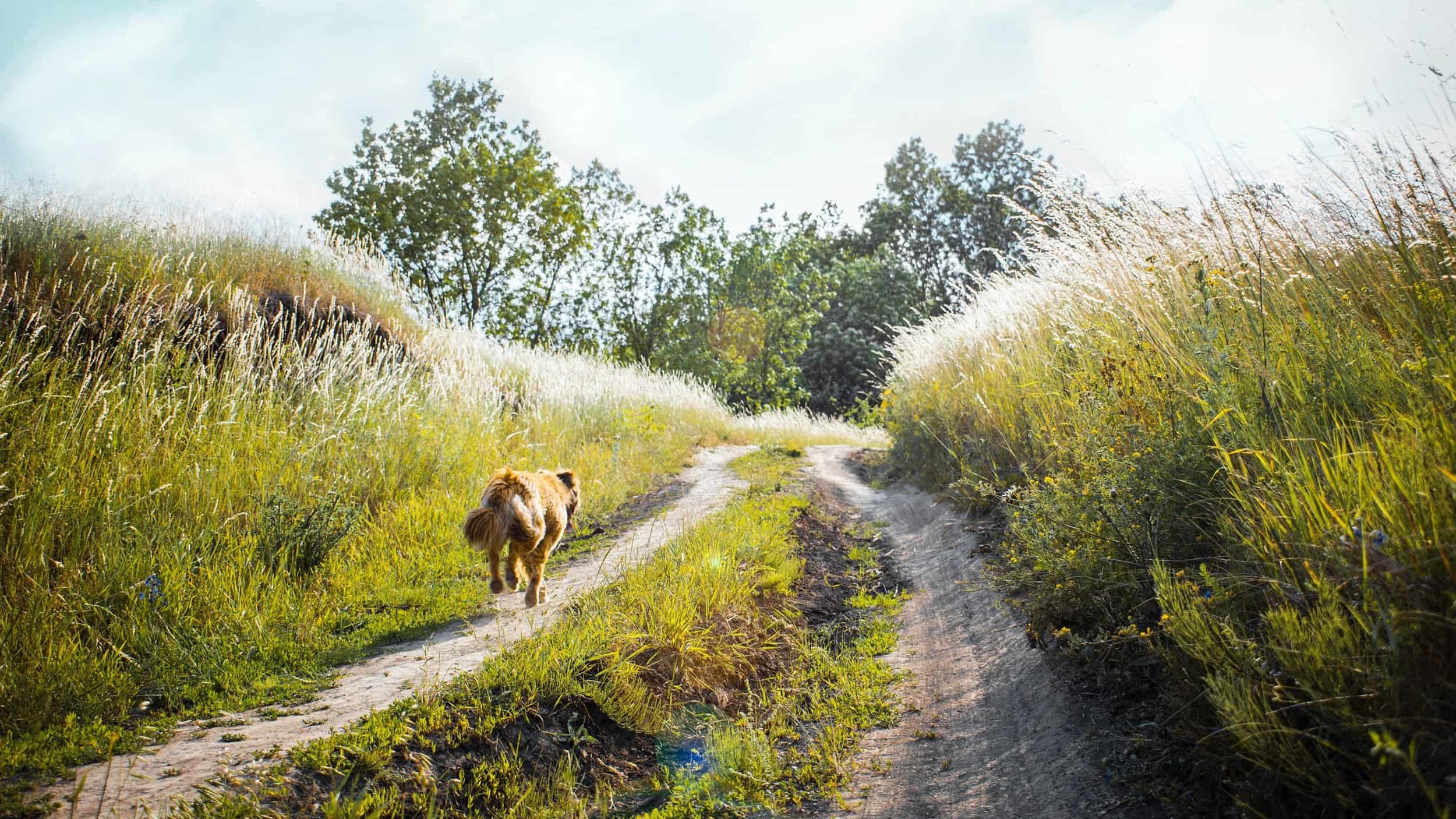 dog off-leash hiking on trail surrounded by green grass