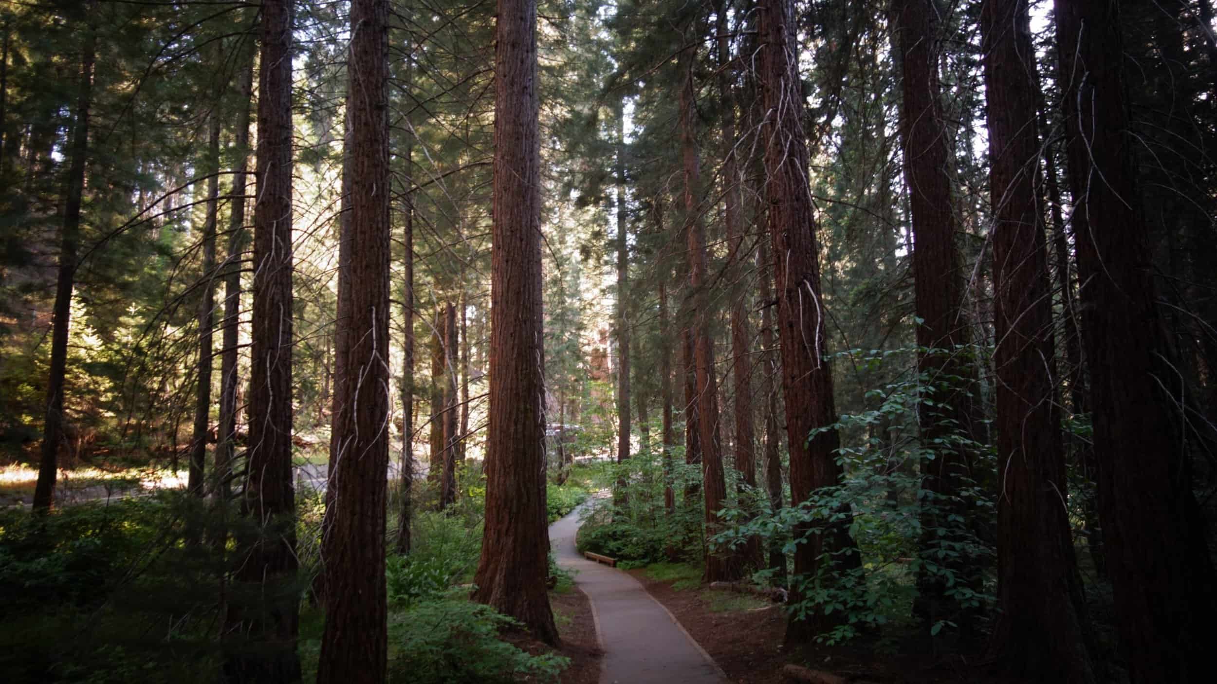 walking path through redwood trees