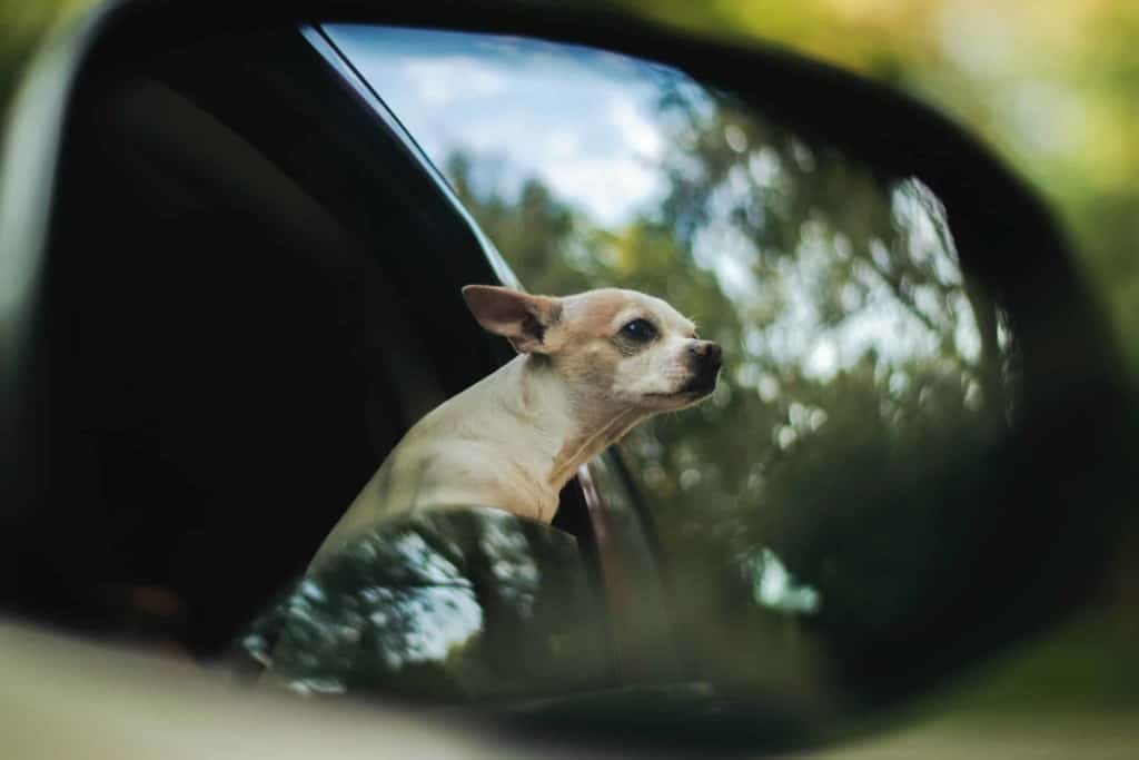 chihuahua reflection in car mirror