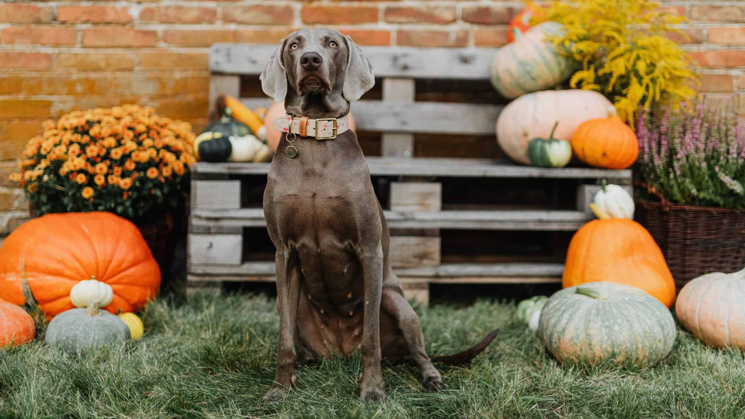 dog at pumpkin patch