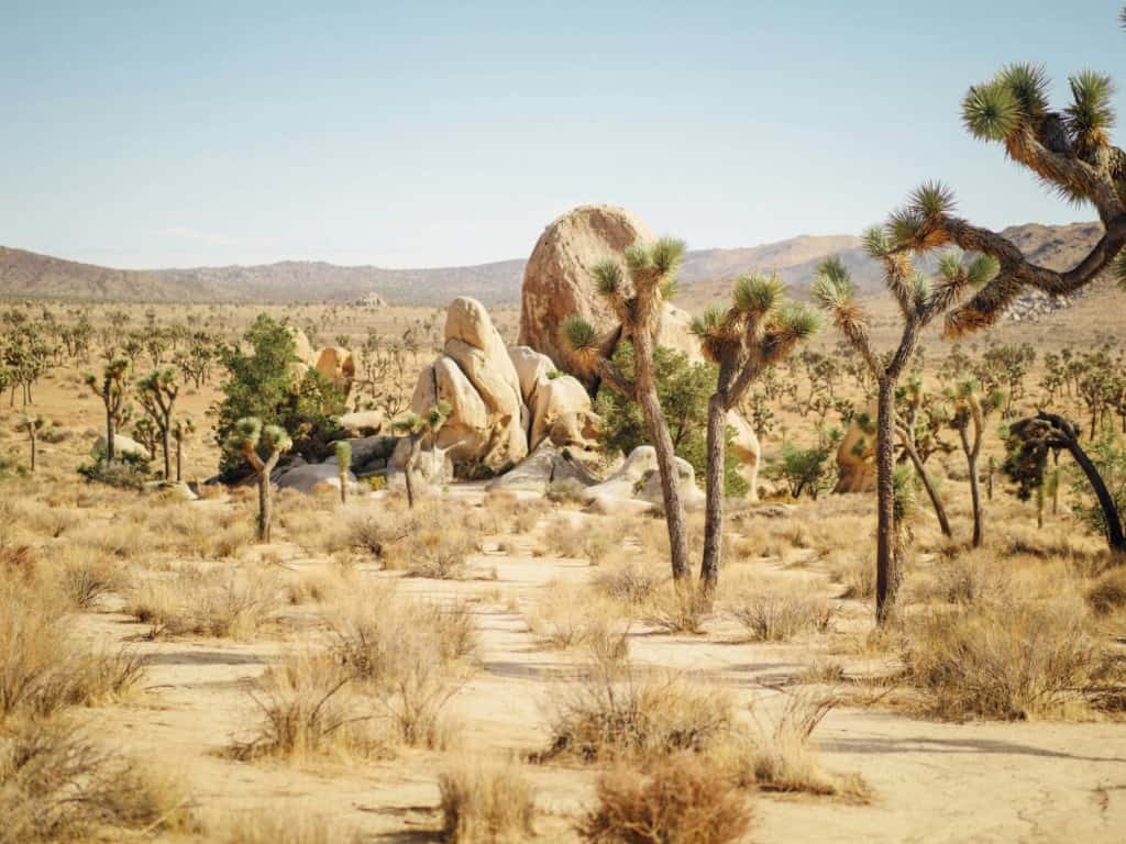 Joshua Tree National Park