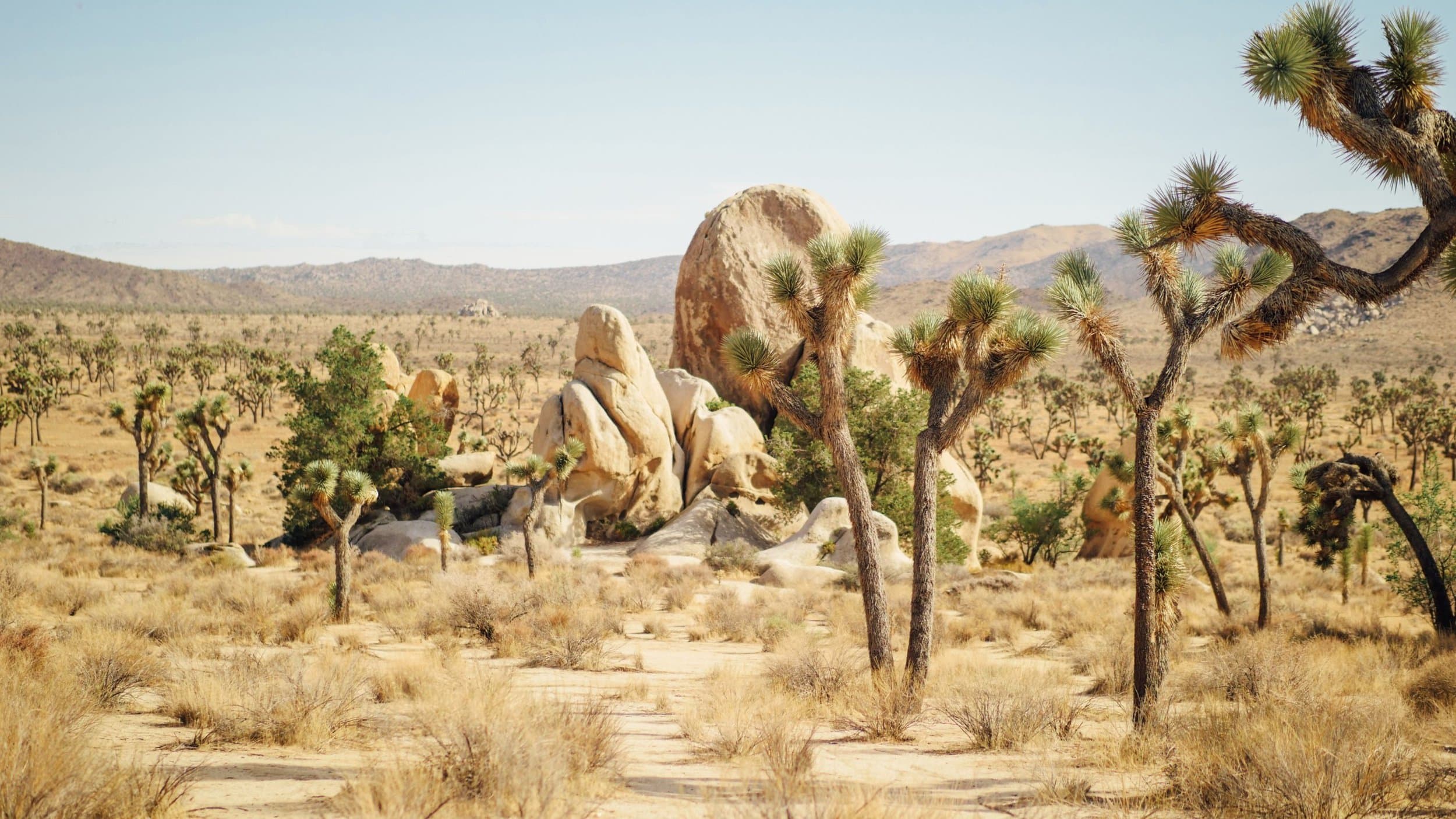 Joshua Tree National Park