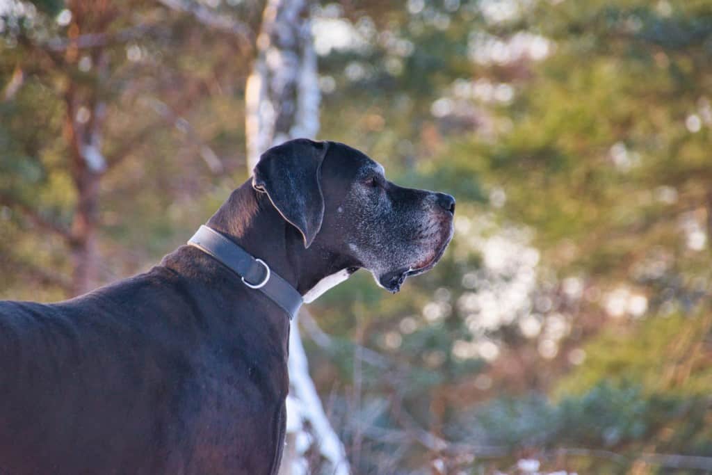 Great Dane in forest