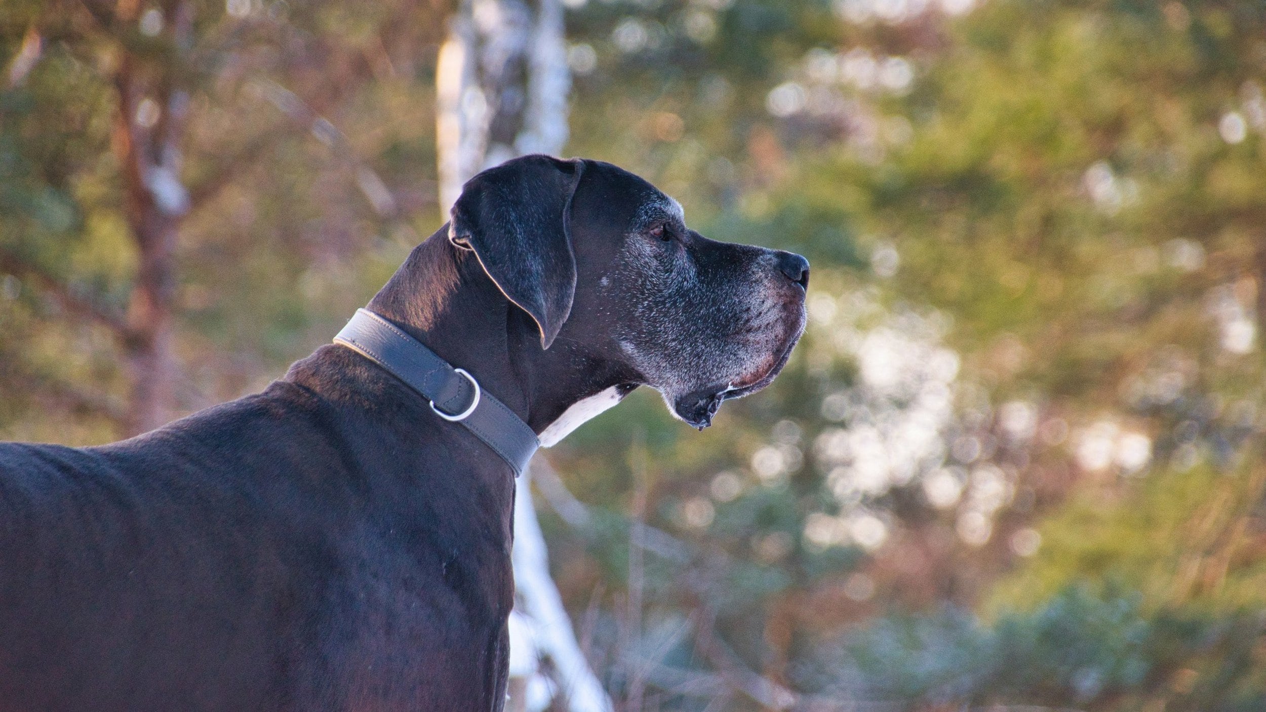 Great Dane in forest