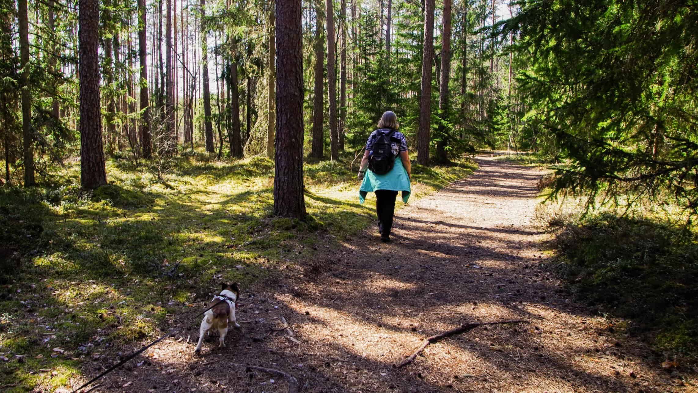 Dog and person walking in Shasta