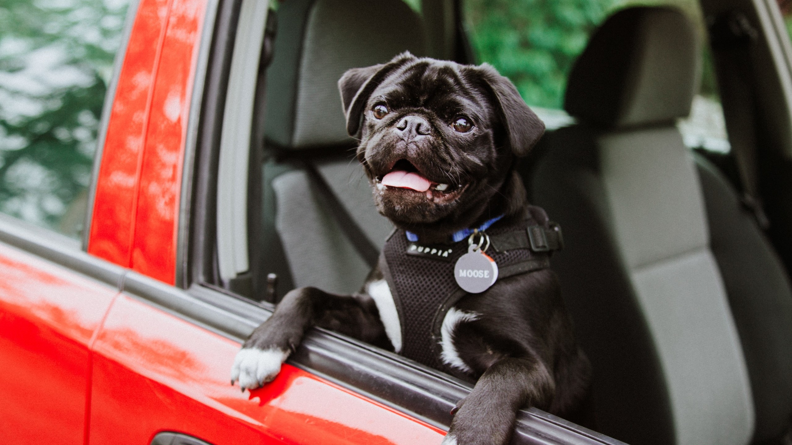 black pug in window of red car