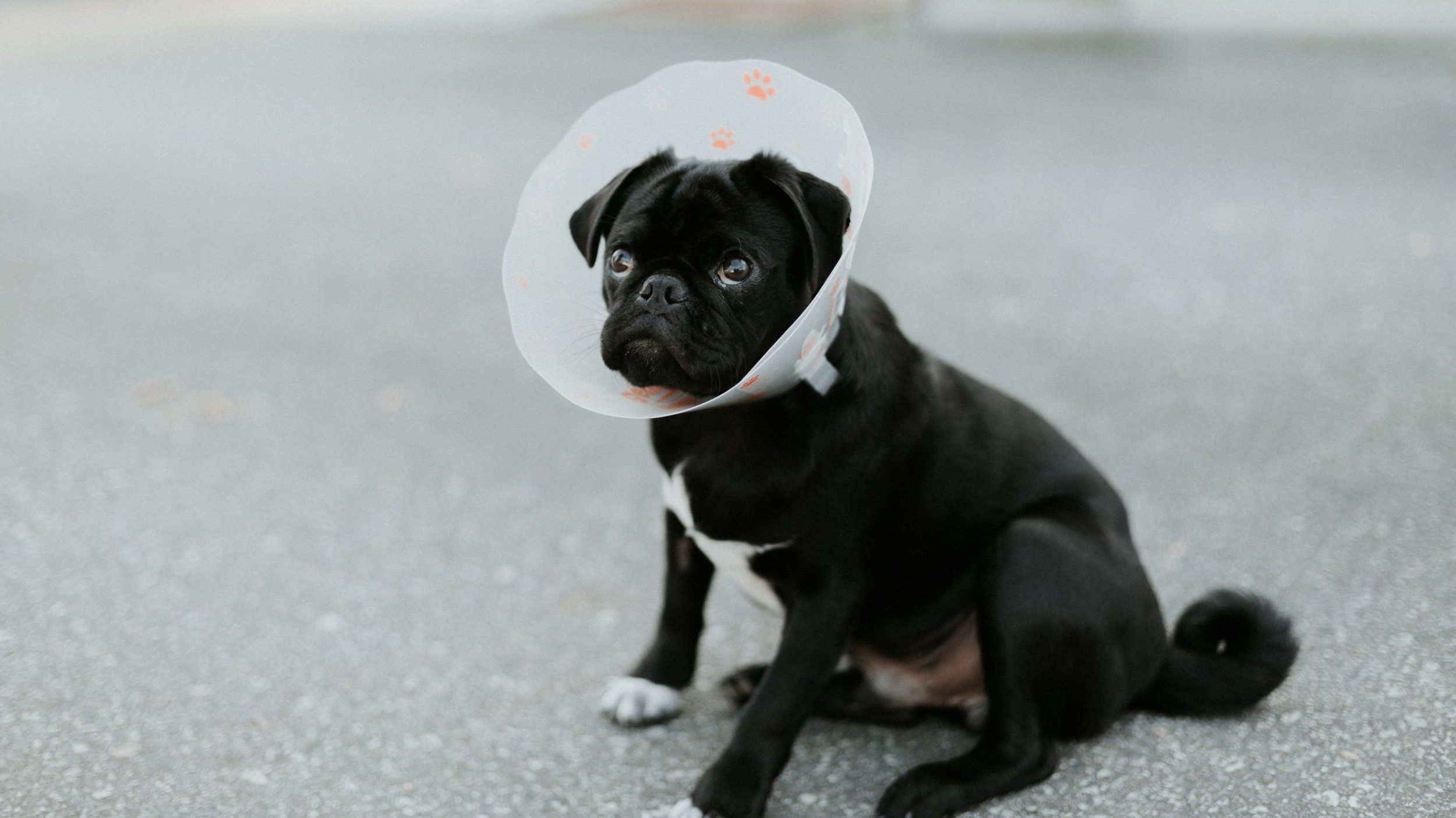 Dog with cone after surgery