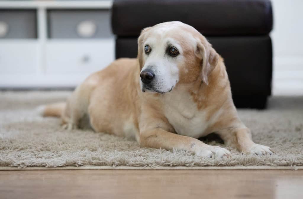 senior yellow lab with cloudy eyes