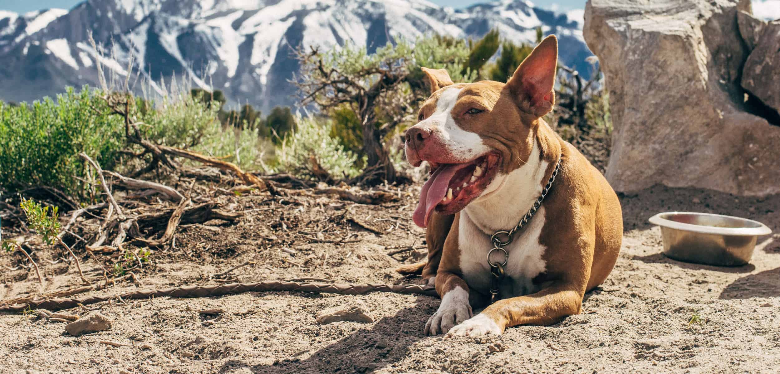 a brown and white dog laying in front of now covered mountains