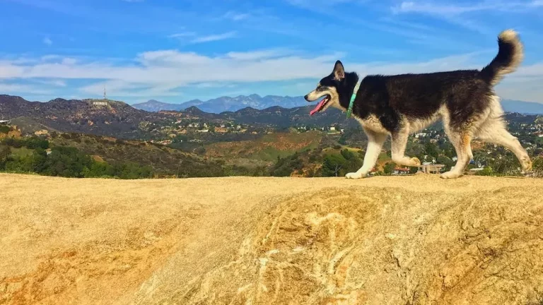 Dog near Hollywood Sign