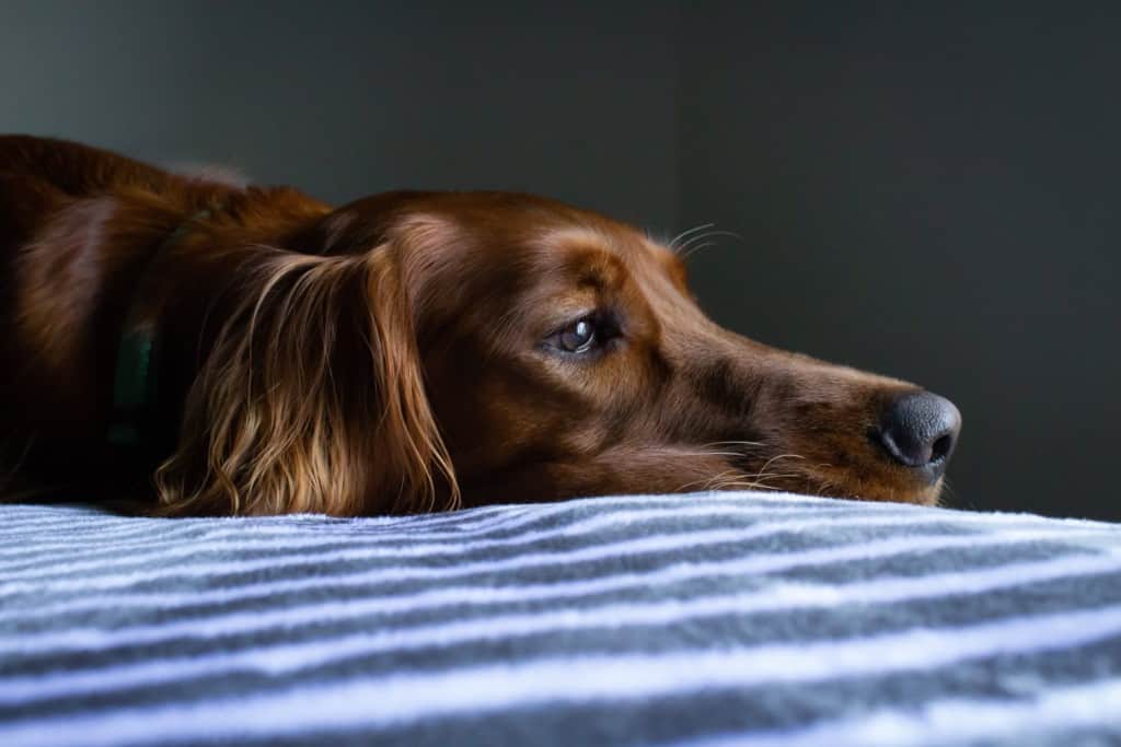 Sad Irish setter on bed