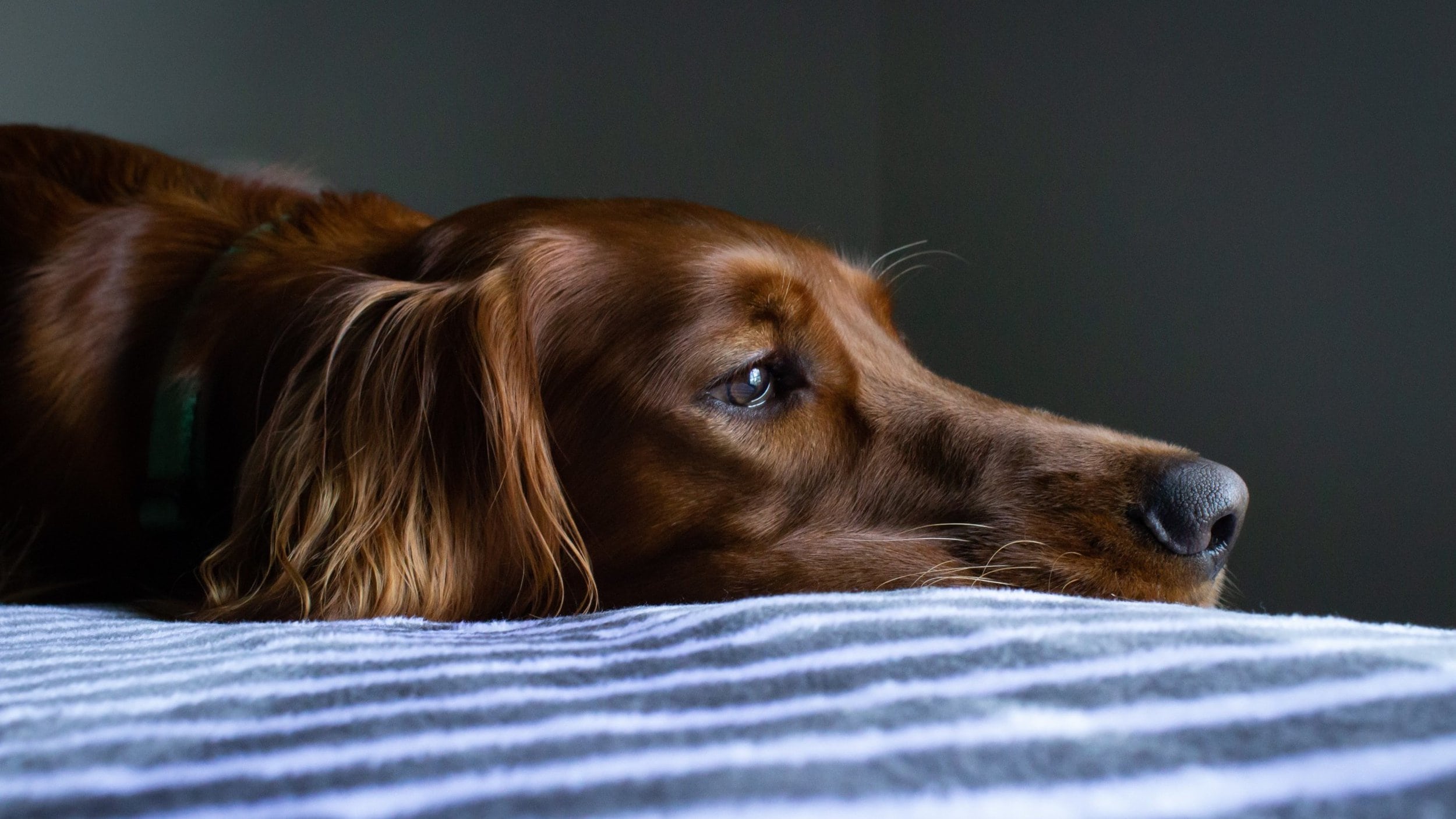 Sad Irish setter on bed