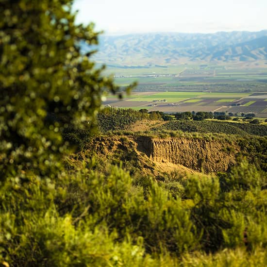 A view of the countryside vineyards from a hill.