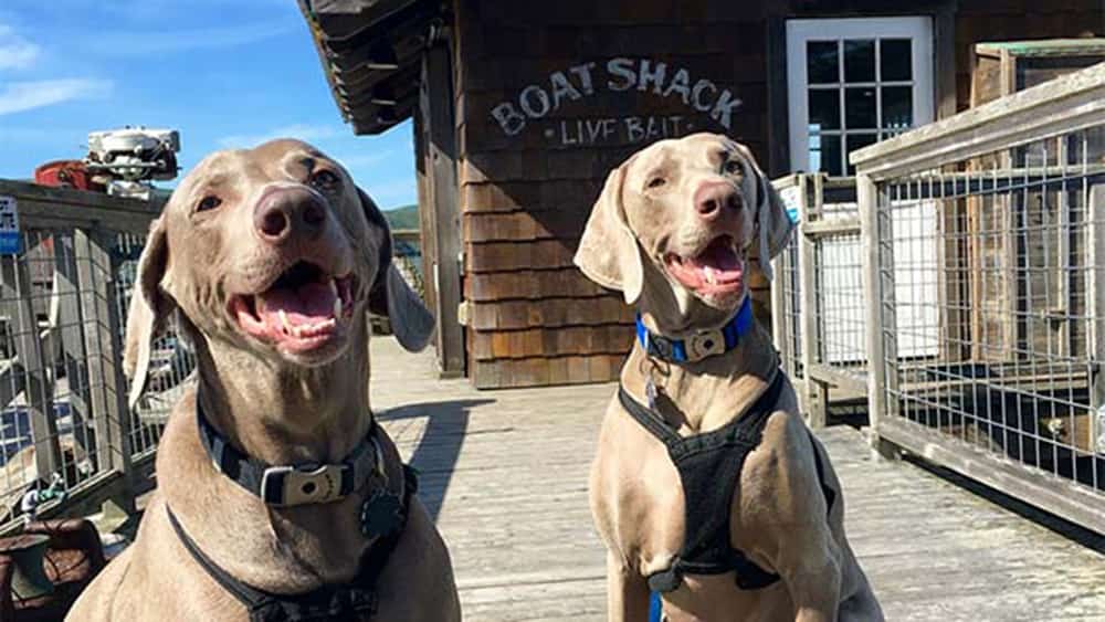 Diesel and Oliver's Seaside Adventure featuring two dogs sitting on a dock.