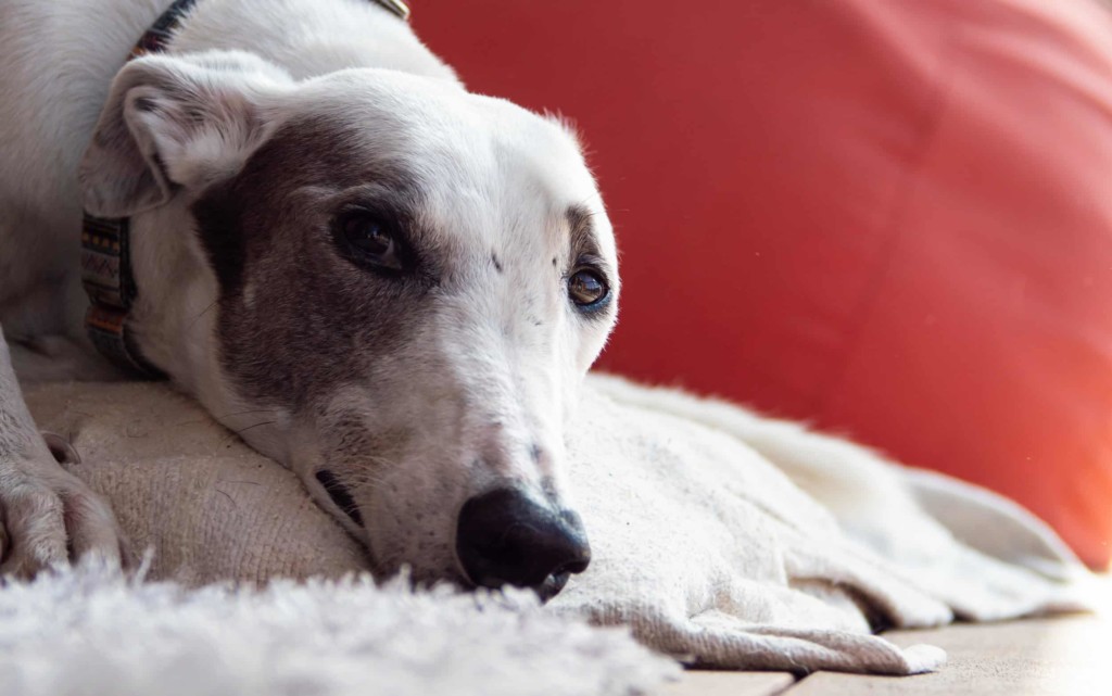 greyhound on bed