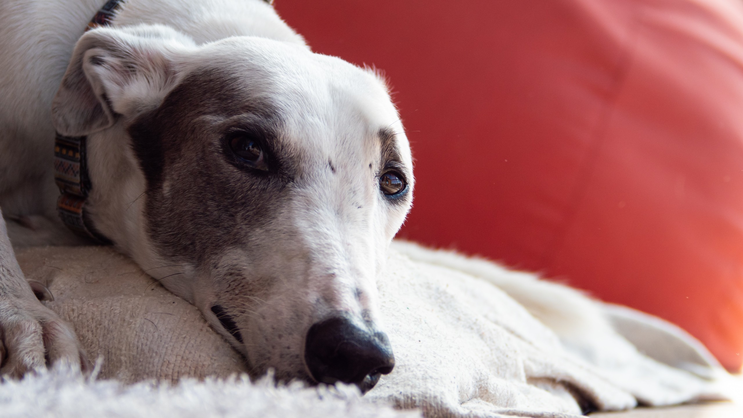 greyhound on bed