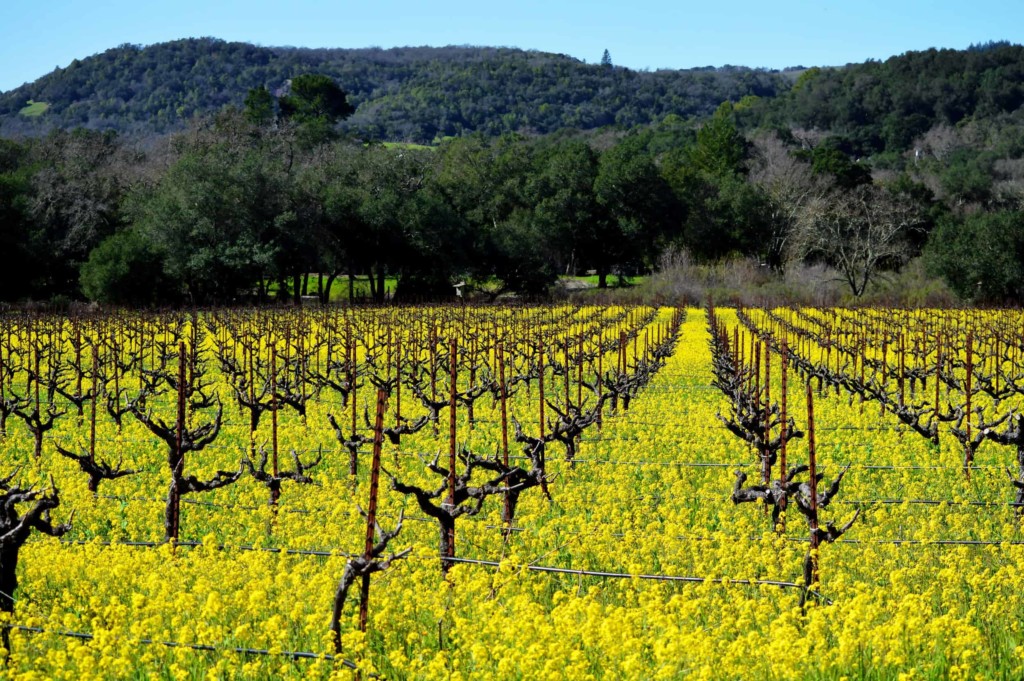 mustard flowers grow in Sonoma vineyard