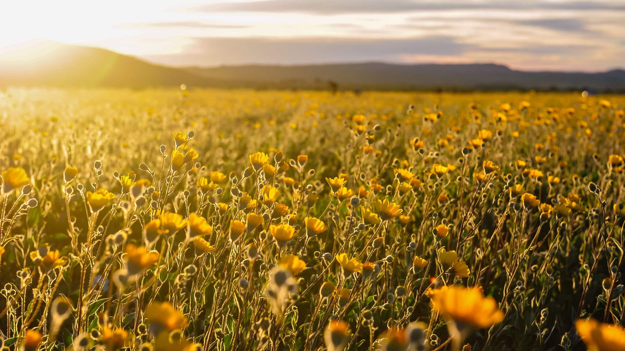 wildflower field at Anza Borrego State Park