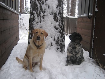 two dogs in the snow