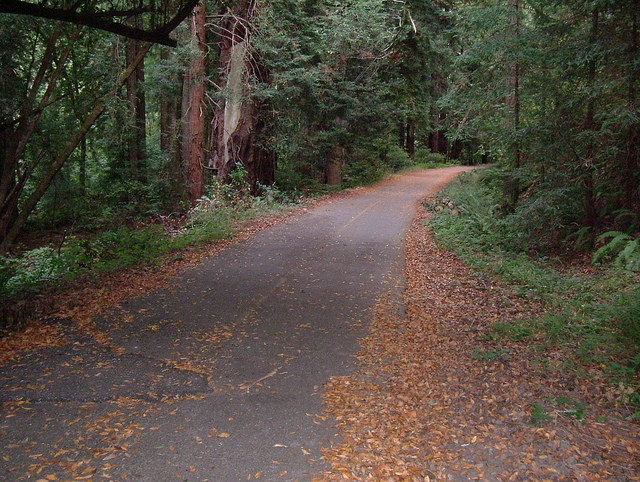 Samuel P. Taylor State Park