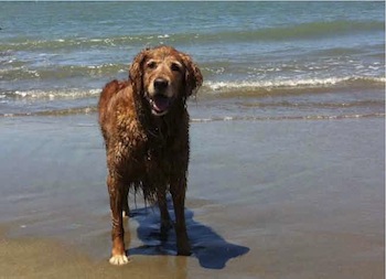 dog on beach