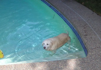 yellow lab in swimming pool