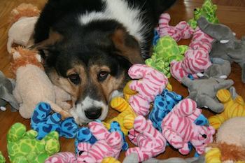 Dogs head on top of stuffed animals