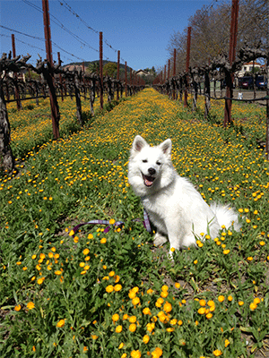 Napa Wine Dog