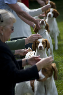 Brittanys under judgment at a dog show