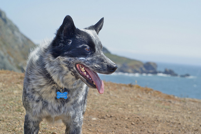 Caspian at the Beach