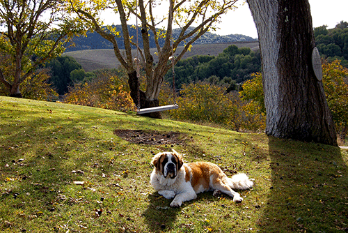 Paso Robles Winer Dog