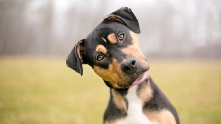 A tricolor dog doing a head tilt