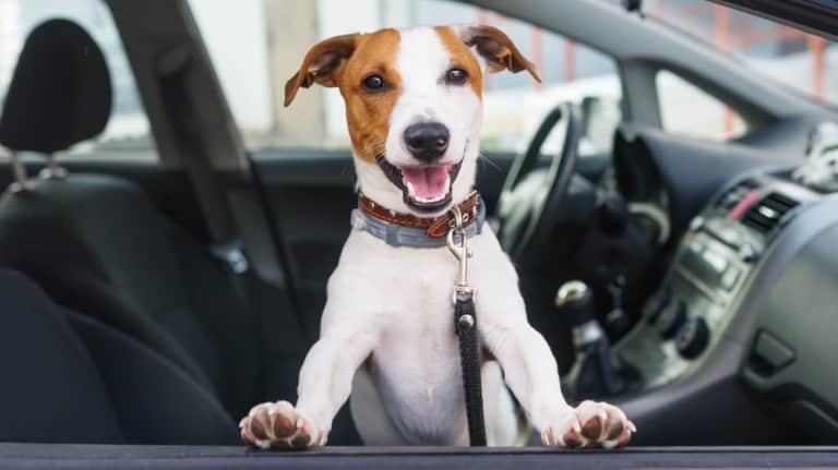 Cute dog sit in the car on the front seat