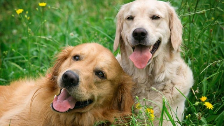 Portrait of two young dogs playing in the meadow