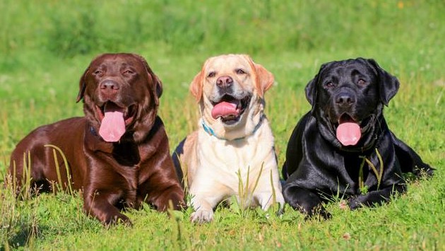 California Lab Rescue. Photo by Vicky Siamas